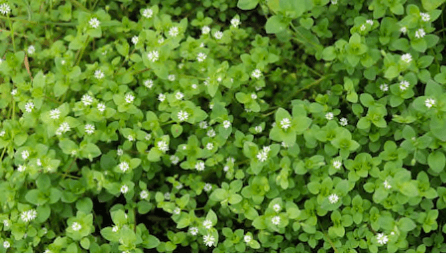 Chickweed