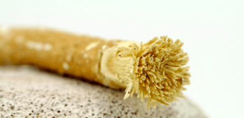 toothbrush tree